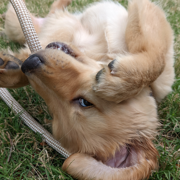 a golden retriever puppy laying on its back in the grass